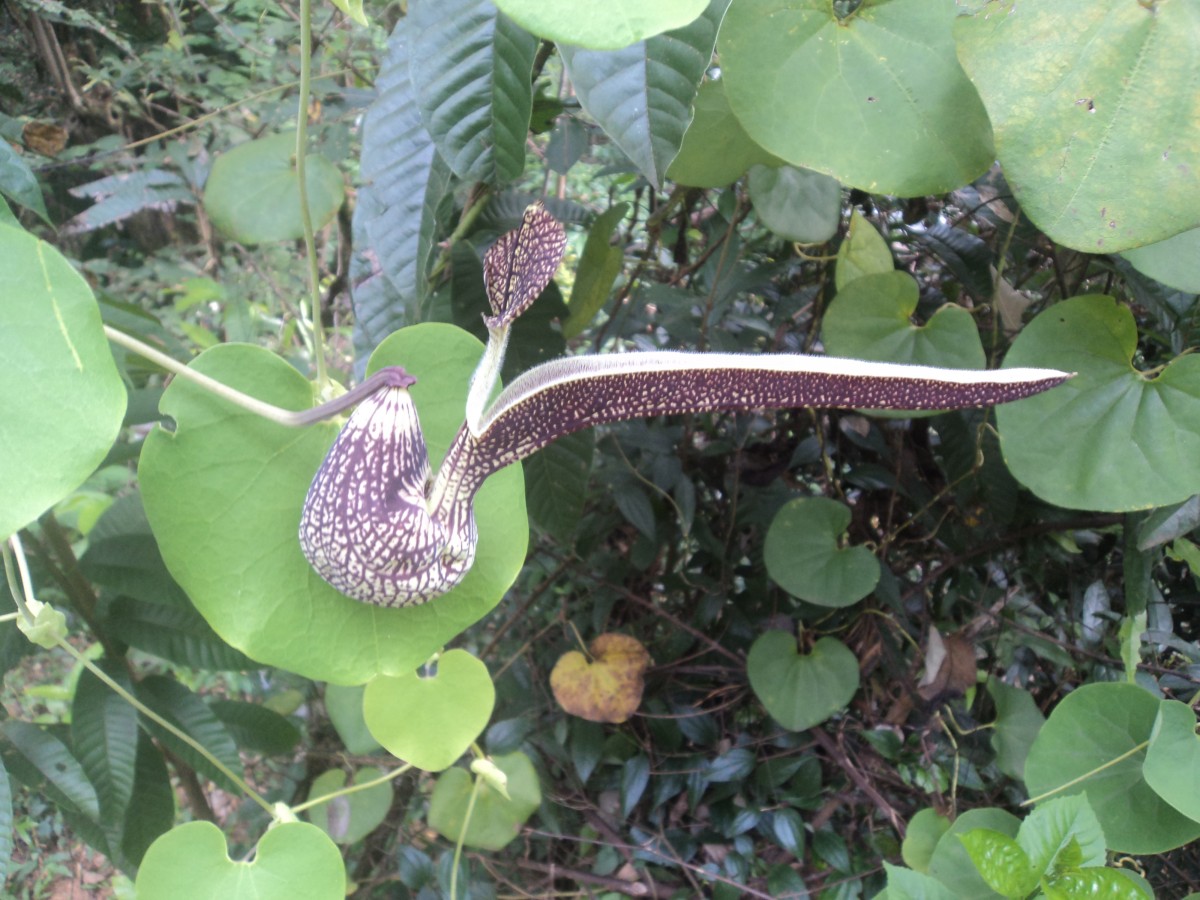 Aristolochia ringens Vahl